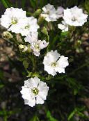 Vrtno Cvetje Silene Alpestris bela