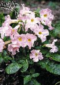les fleurs du jardin Gloxinia Hardy, Incarvillea delavayi rose