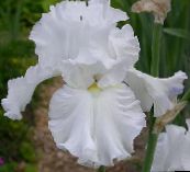Záhradné kvety Kosatec, Iris barbata biely