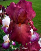 Flores do Jardim Íris, Iris barbata borgonha
