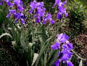 Záhradné kvety Kosatec, Iris barbata fialový