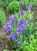 Záhradné kvety Kosatec, Iris barbata modrá