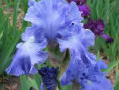 Záhradné kvety Kosatec, Iris barbata modrá
