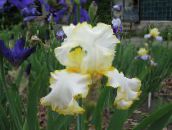 Iris (jaune)