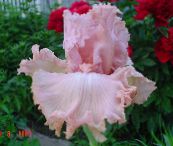 Iris (rose)