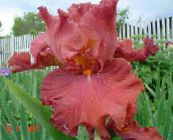 Λουλούδια κήπου Ίρις, Iris barbata κόκκινος