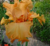 Градински цветове Ирис, Iris barbata оранжев