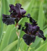 Záhradné kvety Kosatec, Iris barbata čierna