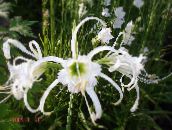 Flores de jardín Lirio De La Araña, Ismene, Narciso De Mar, Hymenocallis blanco