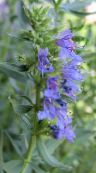 I fiori da giardino Issopo, Hyssopus officinalis azzurro