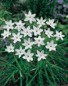 Zahradní květiny Jaro Starflower, Ipheion bílá