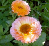 Garden Flowers Pot Marigold, Calendula officinalis pink
