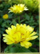 Záhradné kvety Nechtík Lekársky, Calendula officinalis žltá