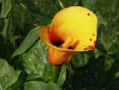 les fleurs du jardin Lys Calla, Arum orange