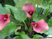 Flores de jardín Cala, Lirio De Arum, Calla rosa