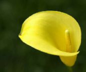 Flores de jardín Cala, Lirio De Arum, Calla amarillo