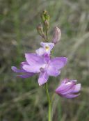 Garden Flowers Grass Pink Orchid, Calopogon lilac