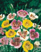 I fiori da giardino Sego Giglio, Stella Tulipano Di Tolmie, Orecchie Figa Pelosa, Calochortus bianco