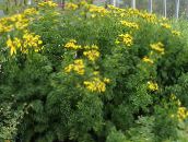 Garden Flowers Curled Tansy, Curly Tansy, Double Tansy, Fern-leaf Tansy, Fernleaf Golden Buttons, Silver Tansy, Tanacetum yellow