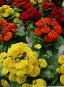 Λουλούδια κήπου Παντόφλα, Παντόφλα Λουλούδι, Slipperwort, Εργοστάσιο Πορτοφόλι, Θήκη Λουλούδι Γυναικεία, Calceolaria κόκκινος