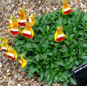  Dame Pantoffel, Slipper Bloem, Slipperwort, Zakboekje Plant, Zak Bloem, Calceolaria oranje