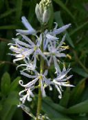 Садовые цветы Камассия, Camassia белый