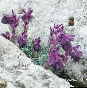 Flores de jardín Saxifraga púrpura