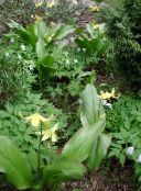 les fleurs du jardin Fauve Lys, Erythronium jaune
