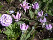 les fleurs du jardin Fauve Lys, Erythronium lilas