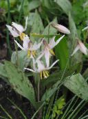 Tuin Bloemen Fawn Lily, Erythronium wit