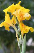 Sodo Gėlės Canna Lelija, Indijos Kulka Augalų geltonas