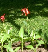 Canna Lily, Indijska Pucao Biljka