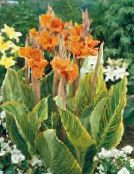 Canna Lily, Indian shot plant (orange)