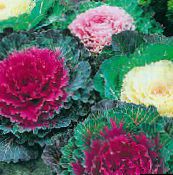 Flowering Cabbage, Ornamental Kale, Collard, Curly kale (pink)