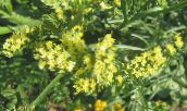 Gartenblumen Carolina Strandflieder, Limonium gelb