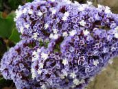 Hage Blomster Carolina Hav Lavendel, Limonium lyse blå