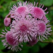 Flores de jardín Flor De Seda, Ageratum houstonianum rosa