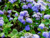 Садовые цветы Агератум, Ageratum houstonianum голубой