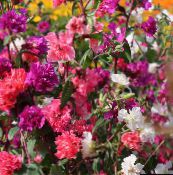 les fleurs du jardin Clarkia, Guirlande De Fleurs, Guirlande De Montagne rouge