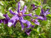 Gradina Flori Clematis violet