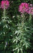  Spider Flower, Spider Legs, Grandfather's Whiskers, Cleome pink