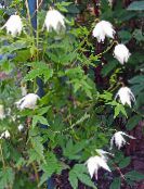 les fleurs du jardin Atragene, Clématite À Petites Fleurs blanc