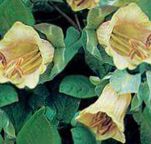 Gartenblumen Dom Glocken, Tasse Und Untertasse Pflanze, Tasse Und Untertasse Wein, Cobaea scandens gelb