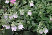 Hage Blomster Panseret Bellflower, Codonopsis hvit