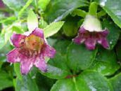 Flores do Jardim Bonnet Campânula, Codonopsis rosa