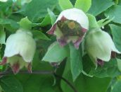 Hage Blomster Panseret Bellflower, Codonopsis grønn