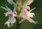 Orchidée Parfumé, Moustiques Gymnadenia (blanc)