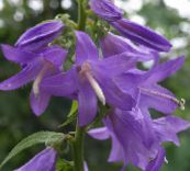 les fleurs du jardin Adenophora, Cloches Dame lilas