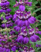 Garden Flowers Blue-Eyed Mary, Chinese Houses, Collinsia purple