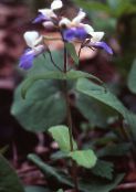 Garden Flowers Blue-Eyed Mary, Chinese Houses, Collinsia light blue
